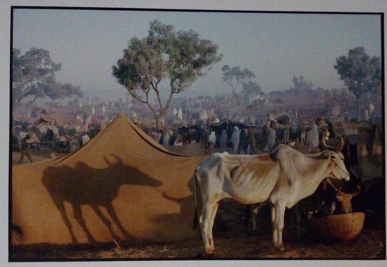 Bullocks for sale, Pushkar Fair, Rajasthan (1974)